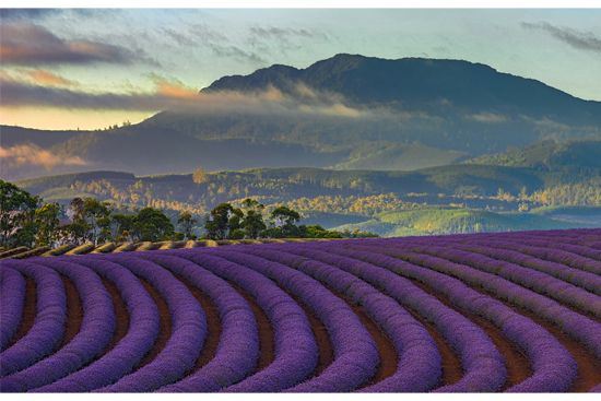 Purple Suede / パープル・スエード