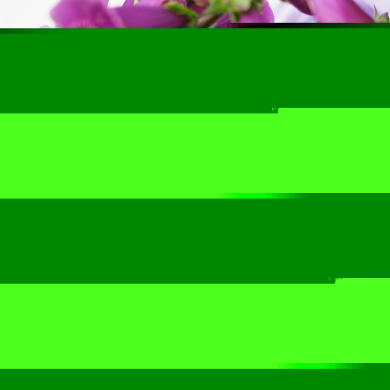 �uDigitalis�v�̉摜��������